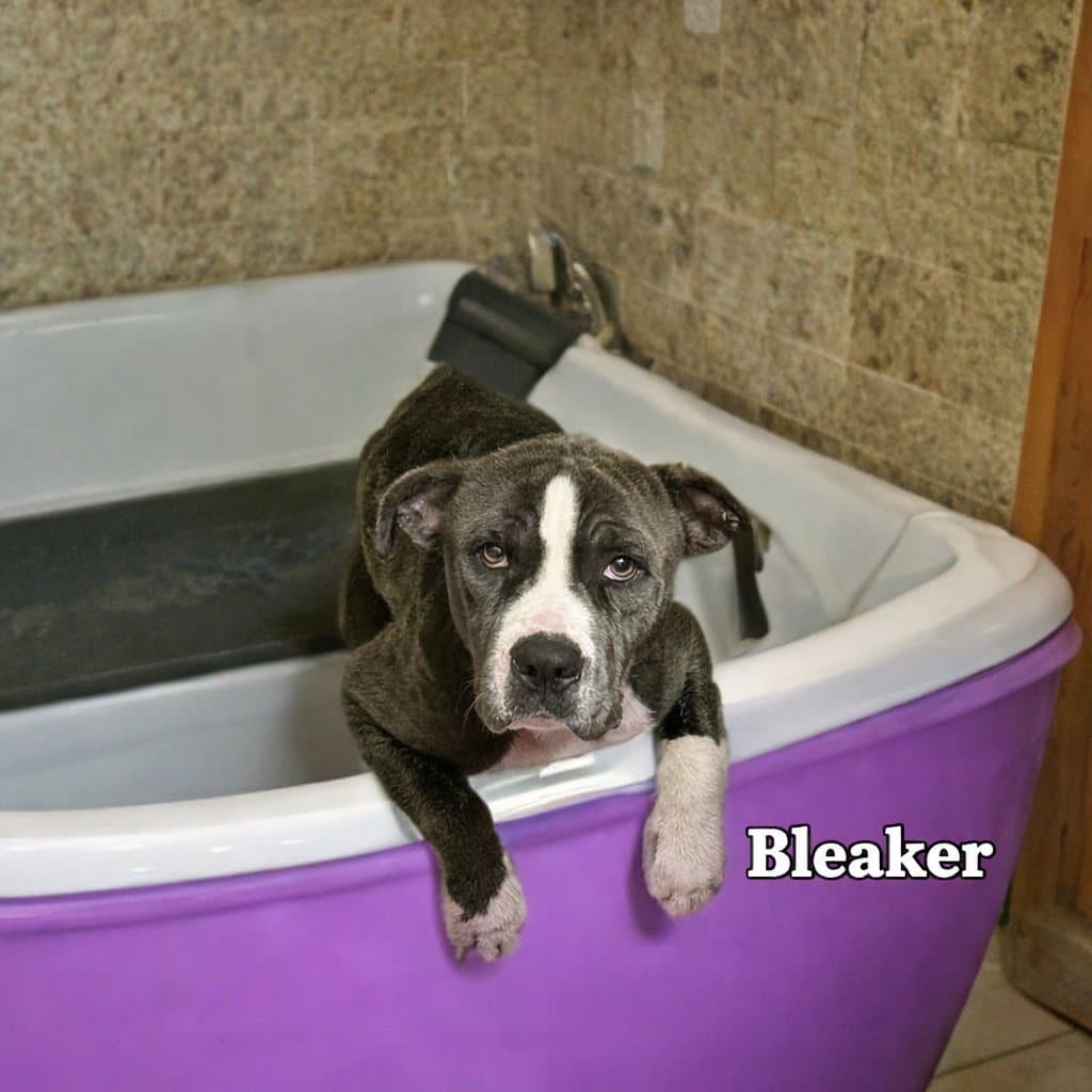 Bleaker
