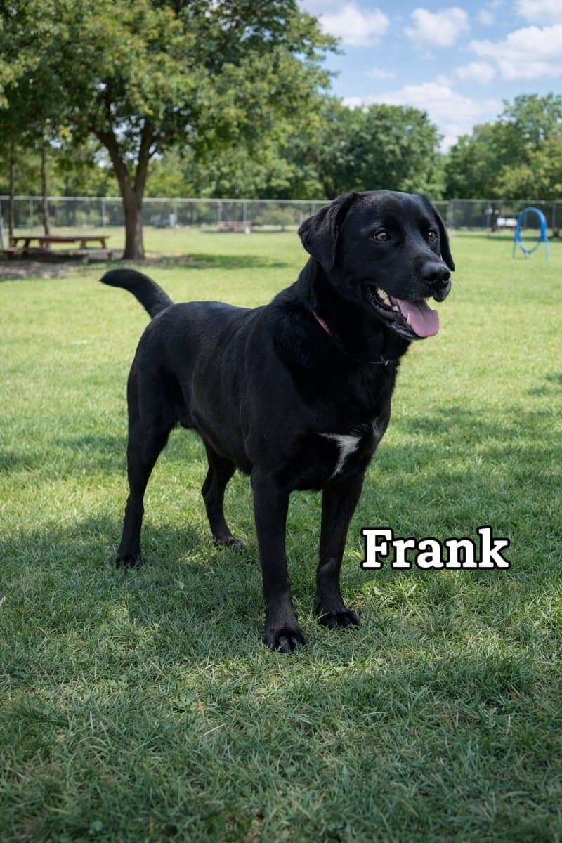 Frank