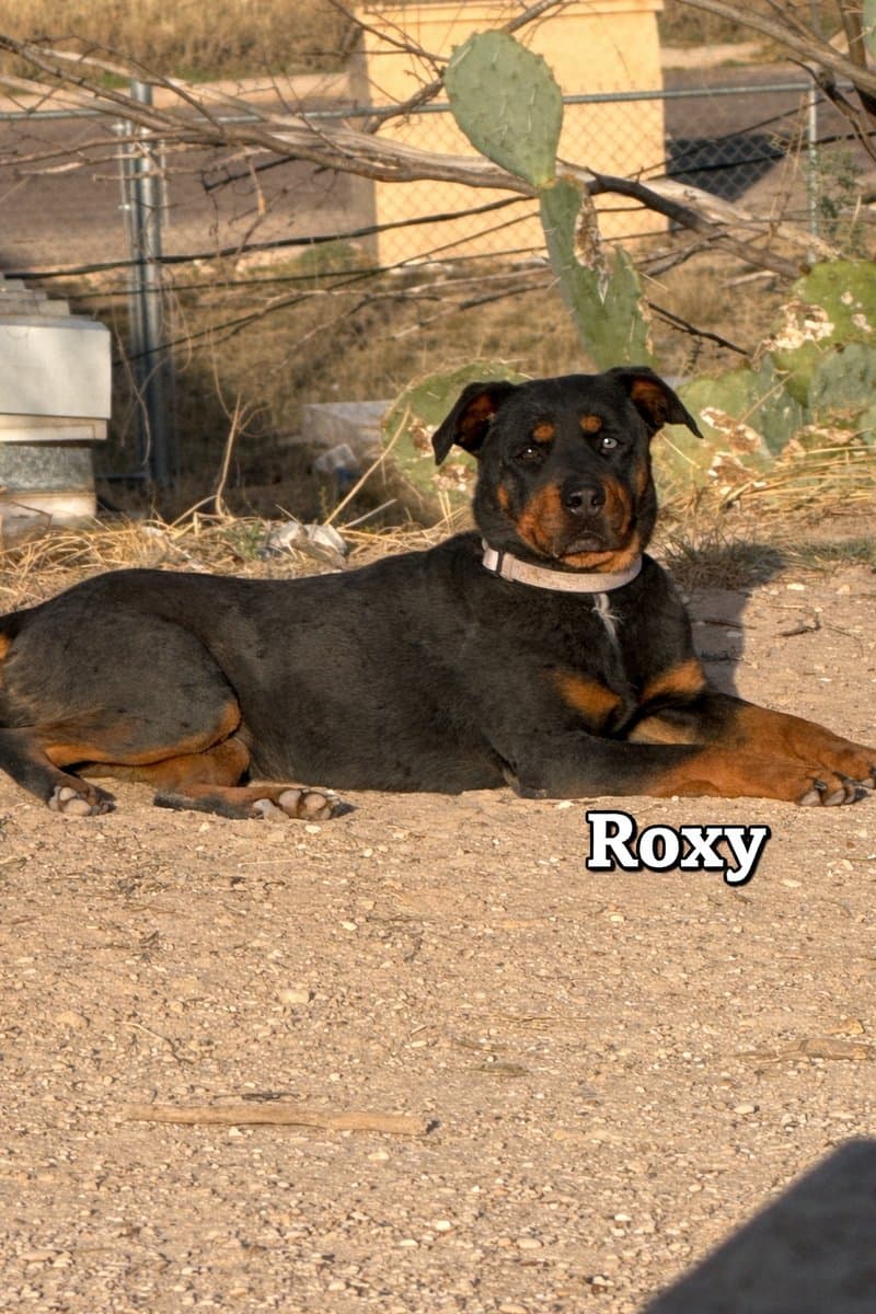 Roxy