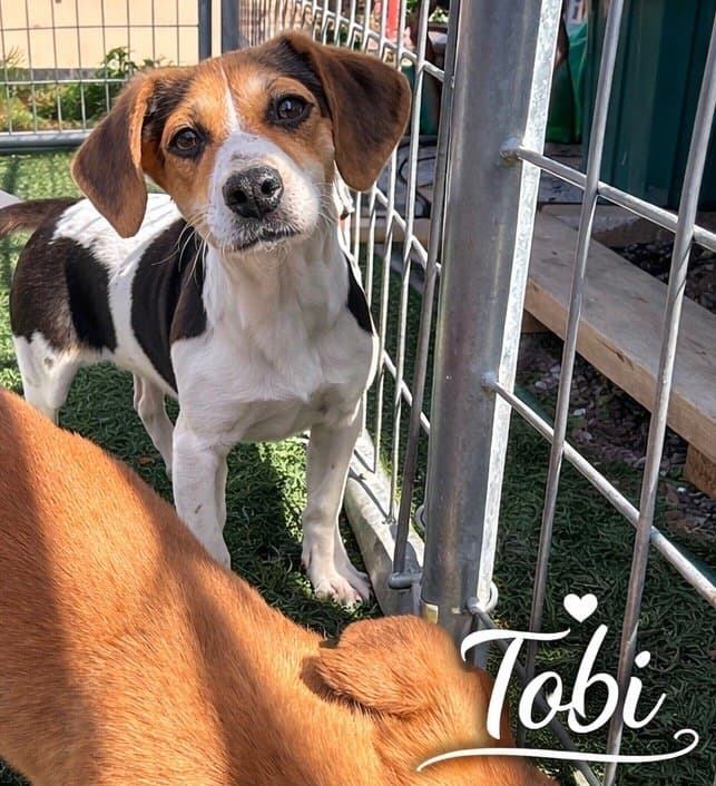 Tobi
