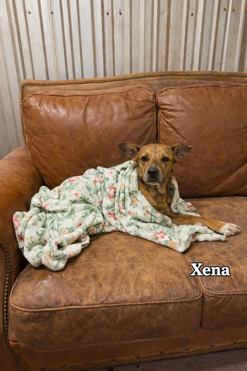 Xena